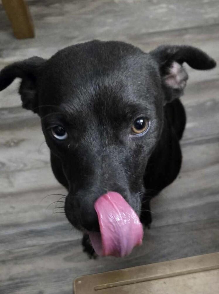 Toffee, a Adoptable mixed breed in Washington, DC image 3/4