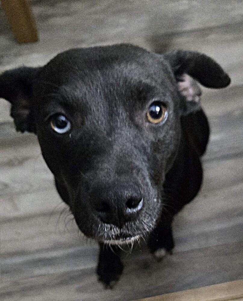 Toffee, a Adoptable mixed breed in Washington, DC image 4/4