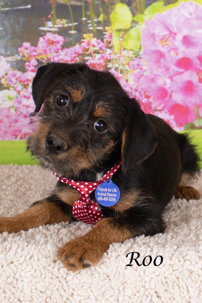 Roo, Adoptable, Puppy Male Basset Hound & Chihuahua.