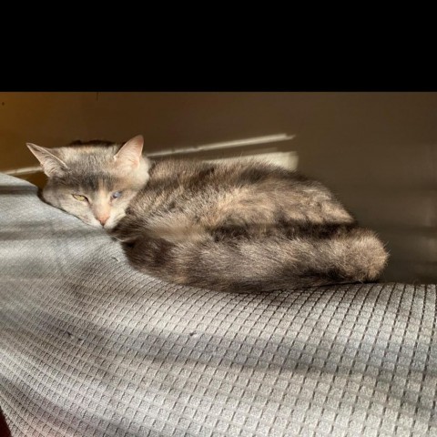 Pixie, Adoptable, Senior Female Domestic Short Hair.