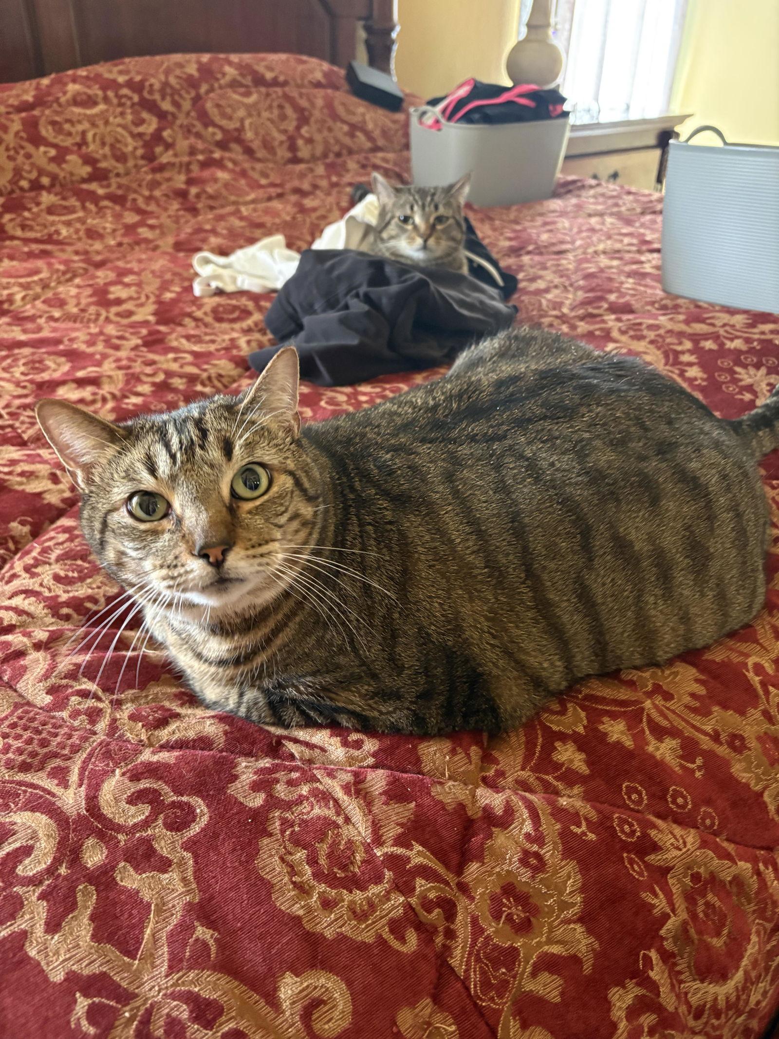 Zippo, Adoptable, Adult Male Domestic Short Hair.