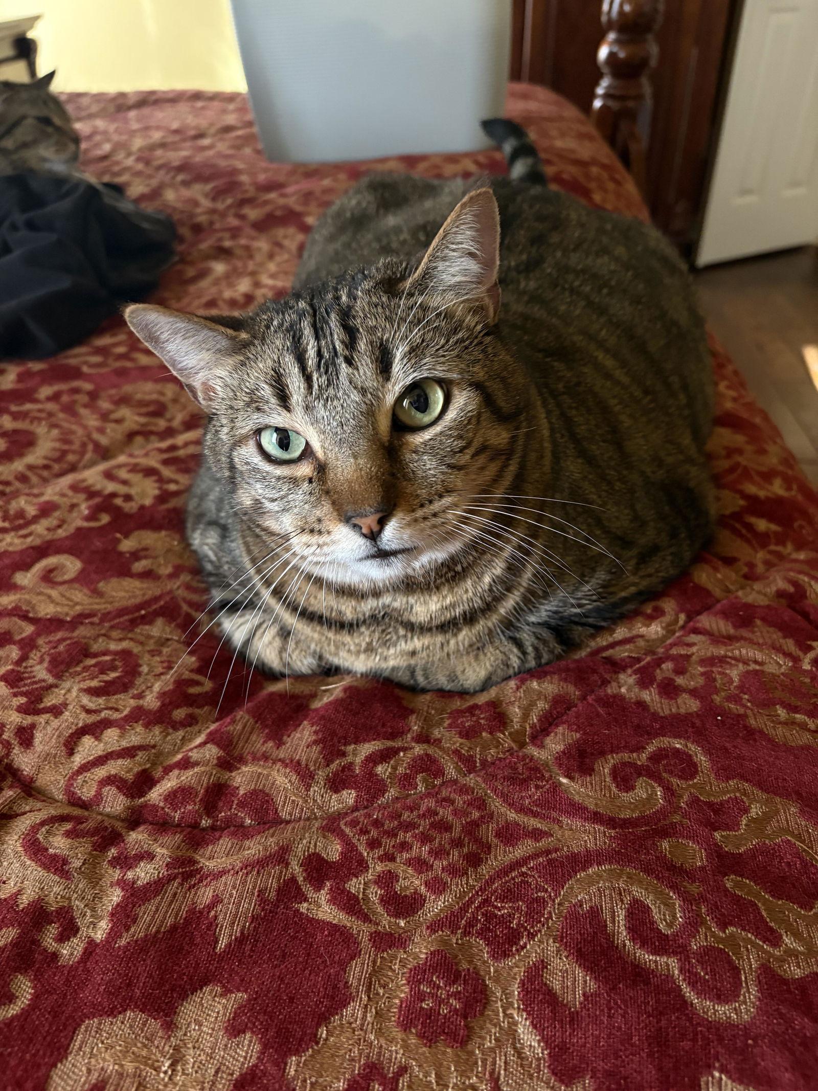 Enlarge Zippo, a Adoptable Domestic Short Hair in Prosper, TX image 2/3