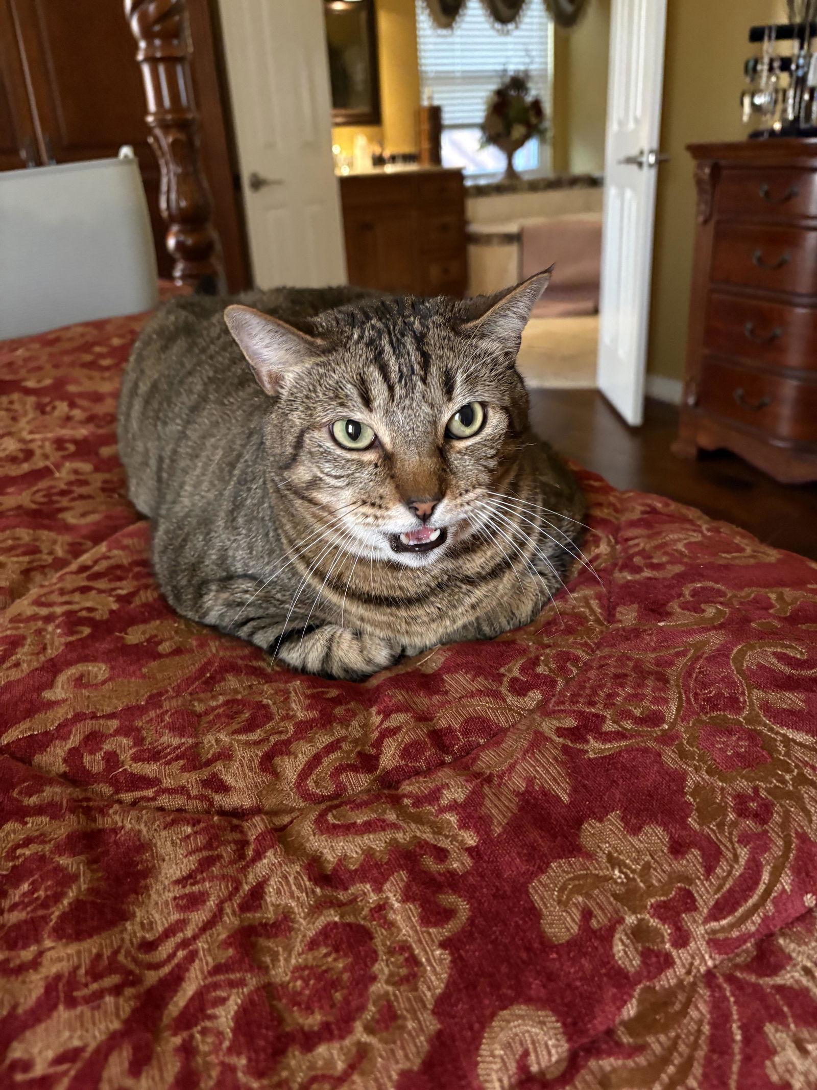 Enlarge Zippo, a Adoptable Domestic Short Hair in Prosper, TX image 3/3