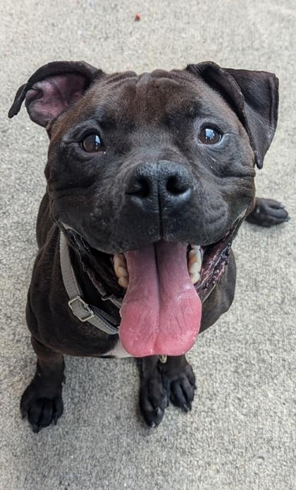 Roly Poly, Adoptable, Adult Male Mixed Breed & Mixed Breed.