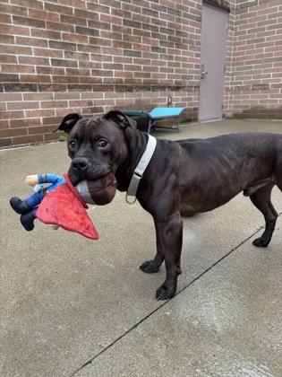 Roly Poly, a Adoptable Mixed Breed in Cincinnati, OH image 2/3