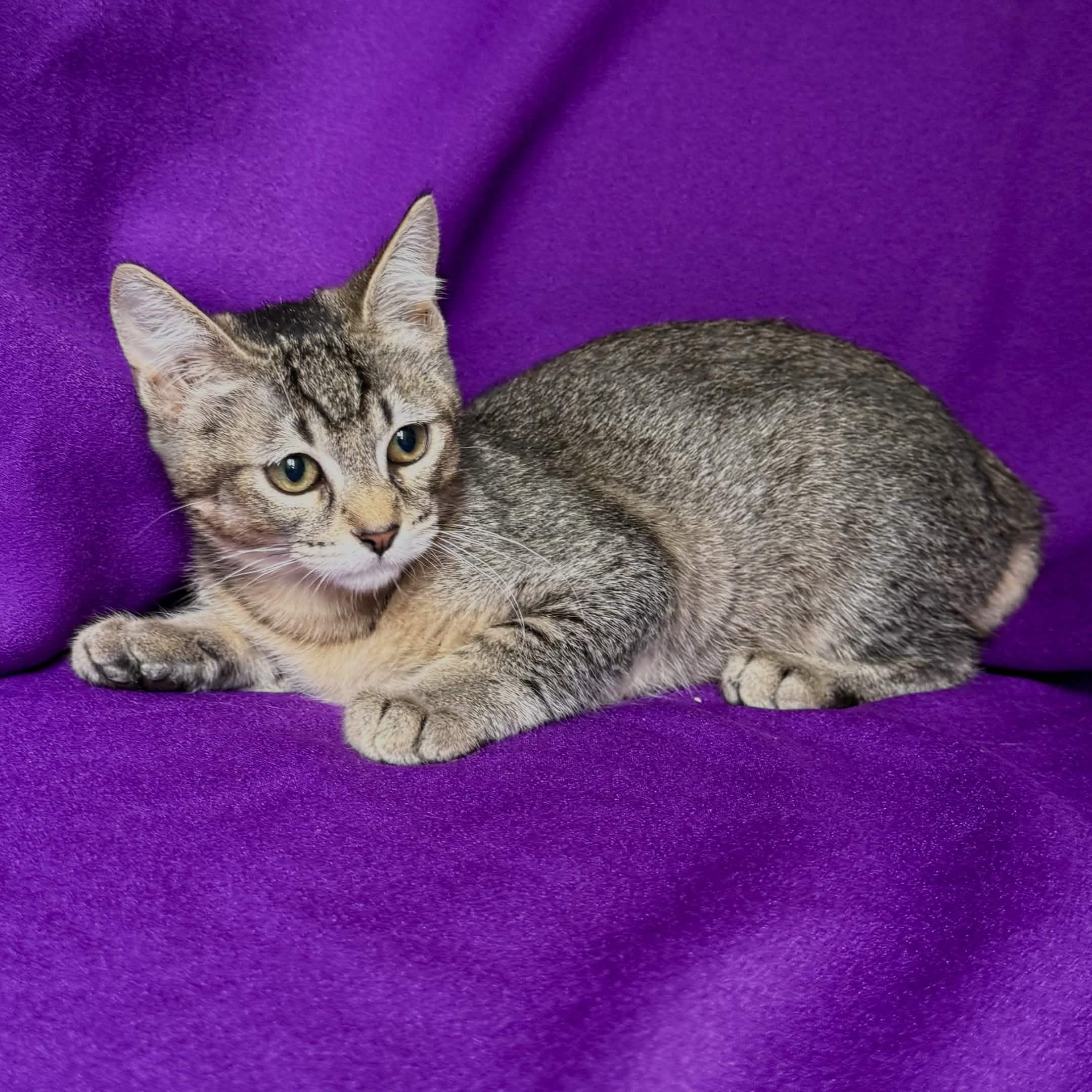 SUNNY, a ADOPTABLE Abyssinian in Rowland Heights, CA image 3/4