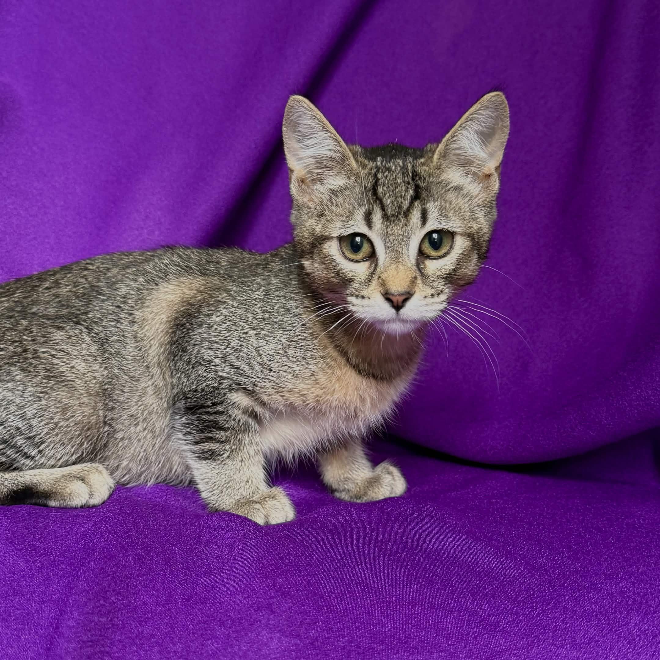 SUNNY, ADOPTABLE, Kitten Female Abyssinian.