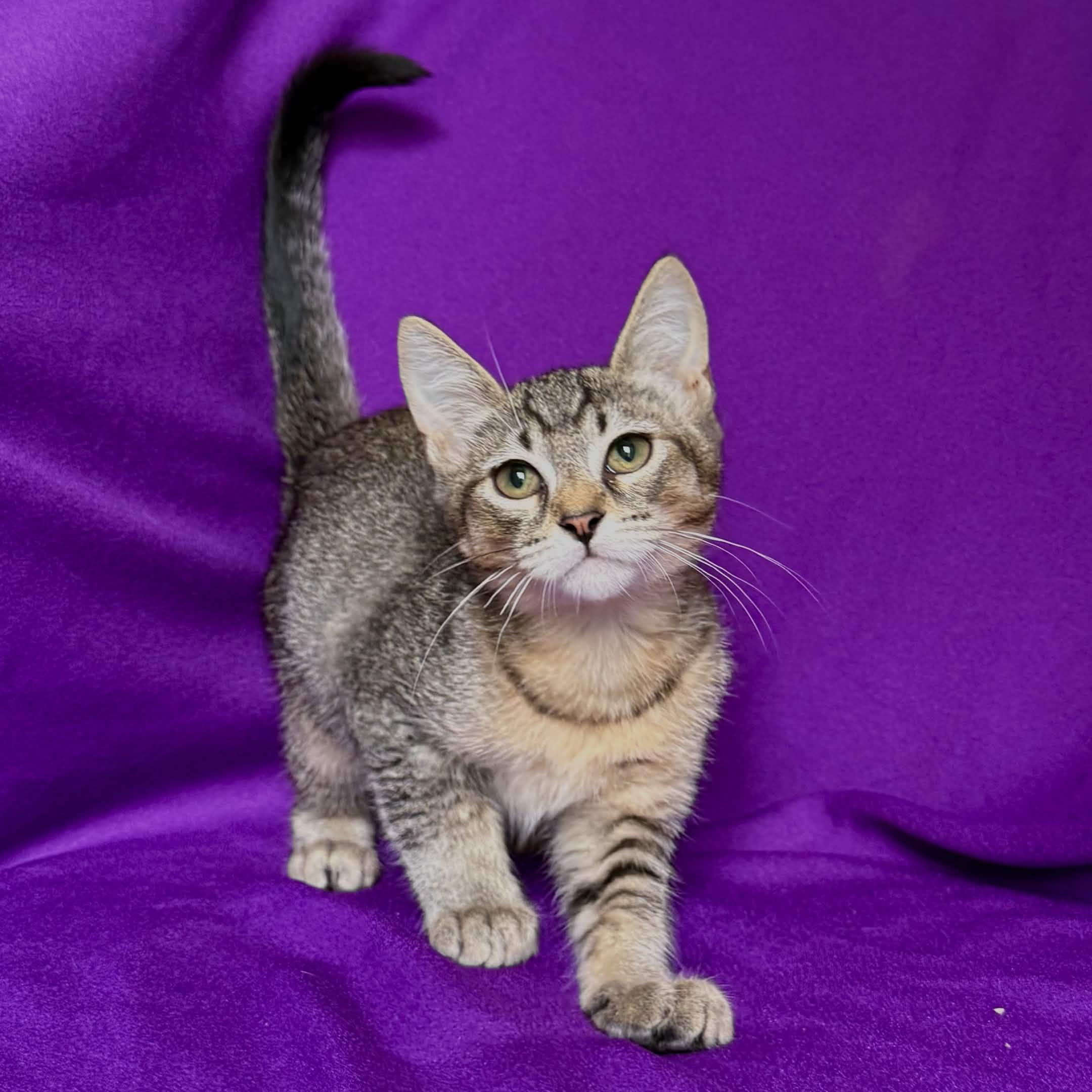 SUNNY, a ADOPTABLE Abyssinian in Rowland Heights, CA image 2/4