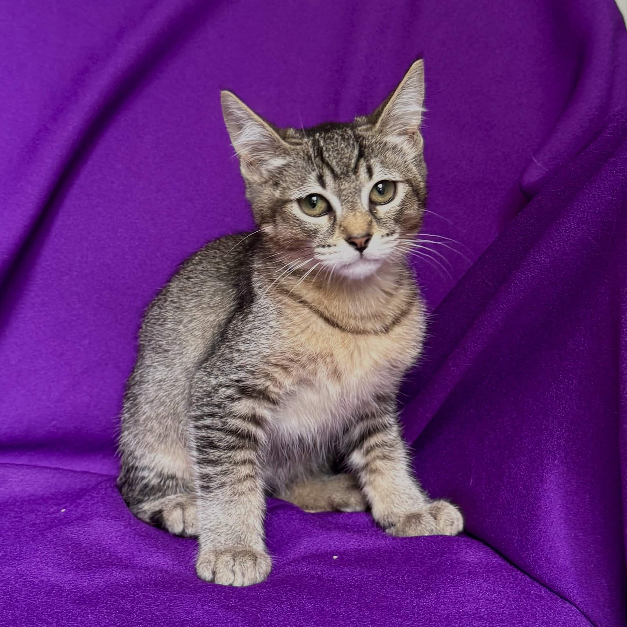 SUNNY, a ADOPTABLE Abyssinian in Rowland Heights, CA image 4/4