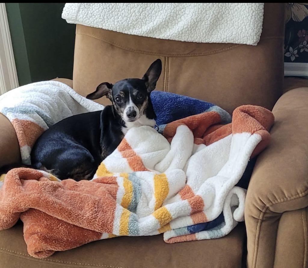 MISS DORA**13 lbs of SWEETNESS!, Adopted, Adult Female Chihuahua & Dachshund.