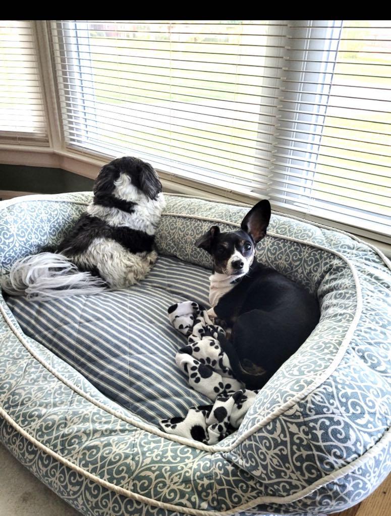 Enlarge MISS DORA**13 lbs of SWEETNESS!, a Adopted mixed breed in McDonald, OH image 6/6