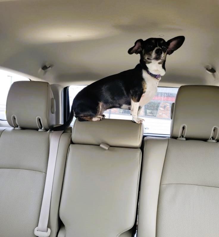 Enlarge MISS DORA**13 lbs of SWEETNESS!, a Adopted mixed breed in McDonald, OH image 3/6