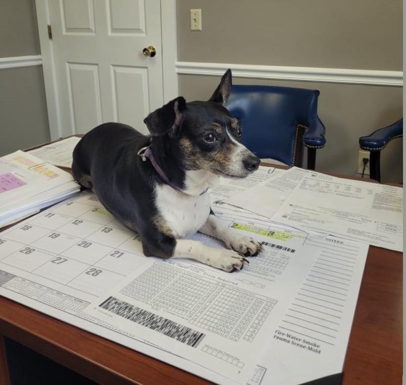 MISS DORA**13 lbs of SWEETNESS!, Adopted, Adult Female Chihuahua & Dachshund.