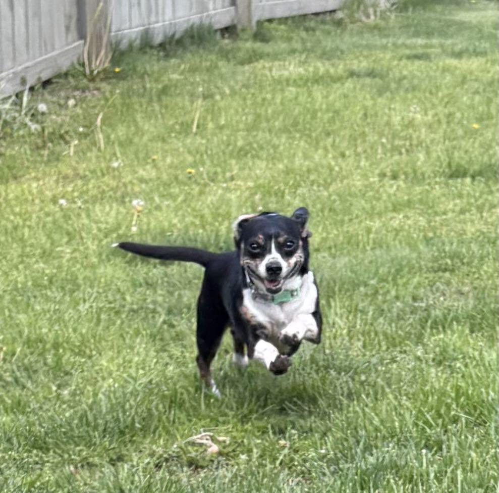 Enlarge MISS DORA**13 lbs of SWEETNESS!, a Adopted mixed breed in McDonald, OH image 4/6