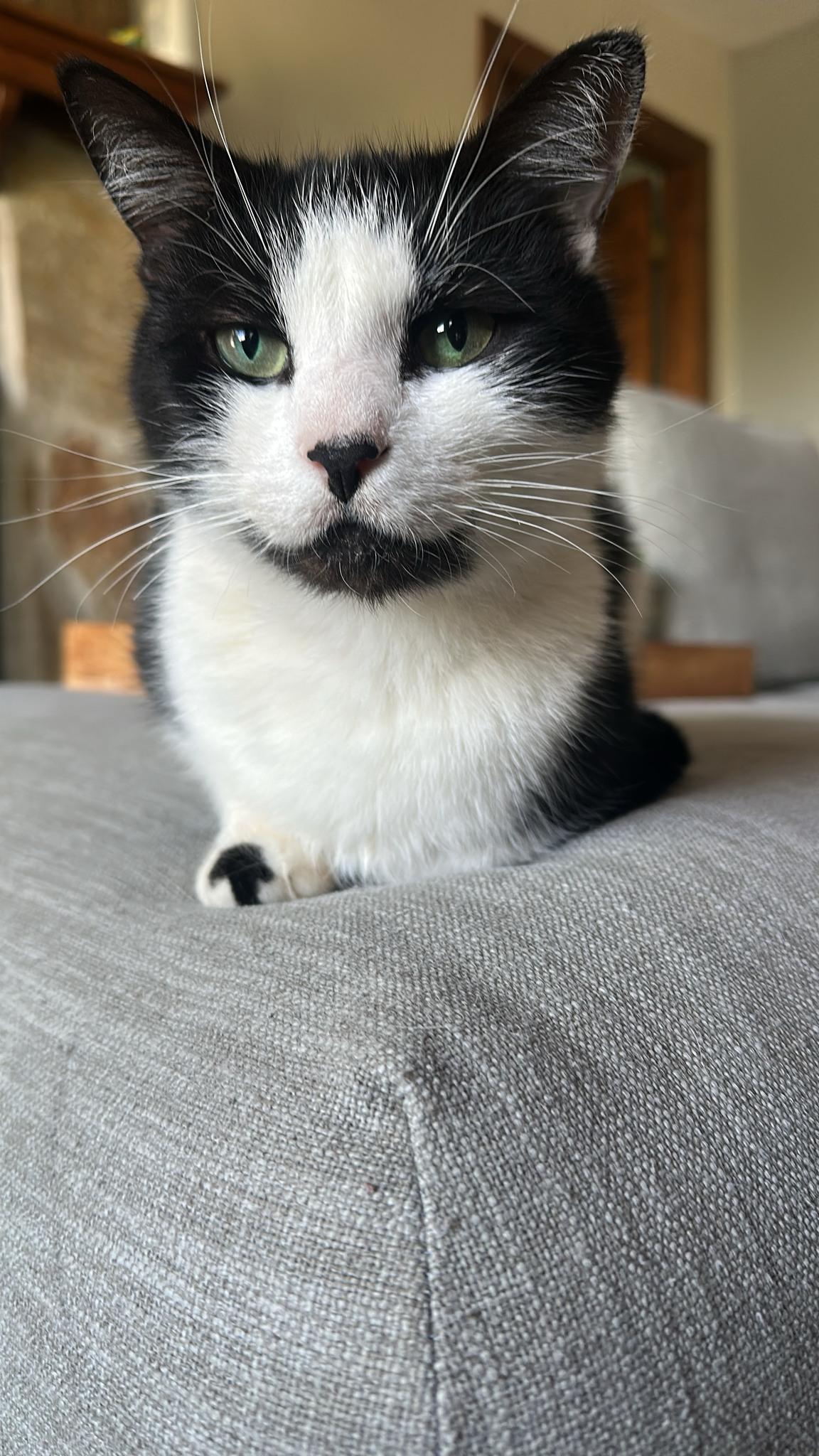 Enlarge Romeo, a Adoptable Domestic Short Hair in Lincoln Park, NJ image 5/6