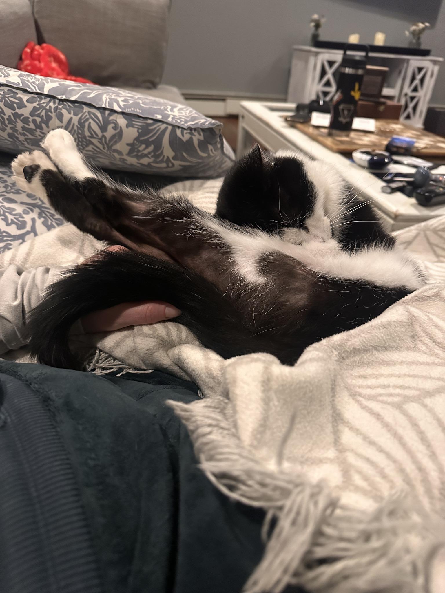 Enlarge Romeo, a Adoptable Domestic Short Hair in Lincoln Park, NJ image 4/6