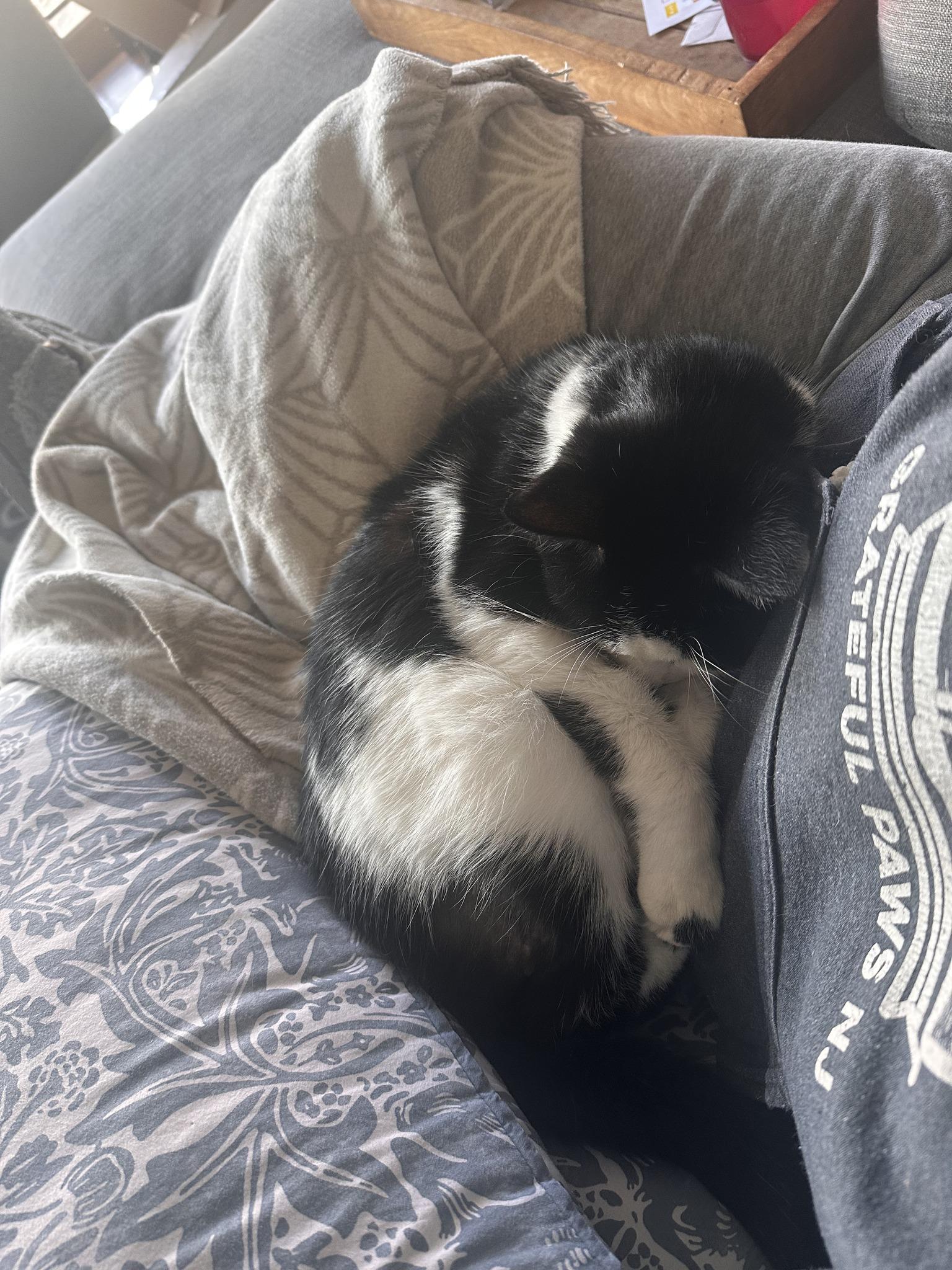 Enlarge Romeo, a Adoptable Domestic Short Hair in Lincoln Park, NJ image 6/6