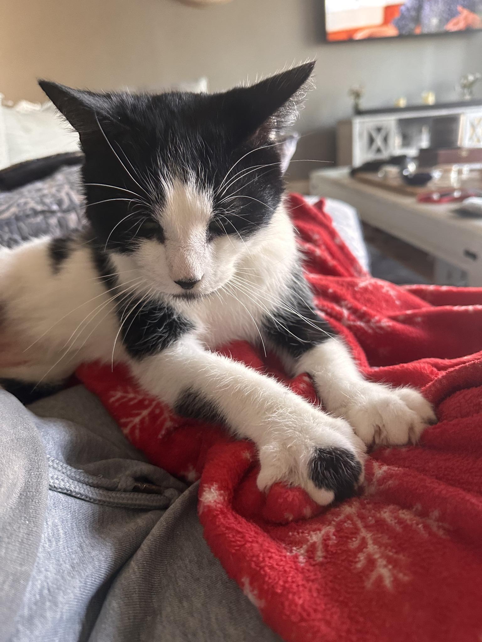 Romeo, Adoptable, Young Male Domestic Short Hair.