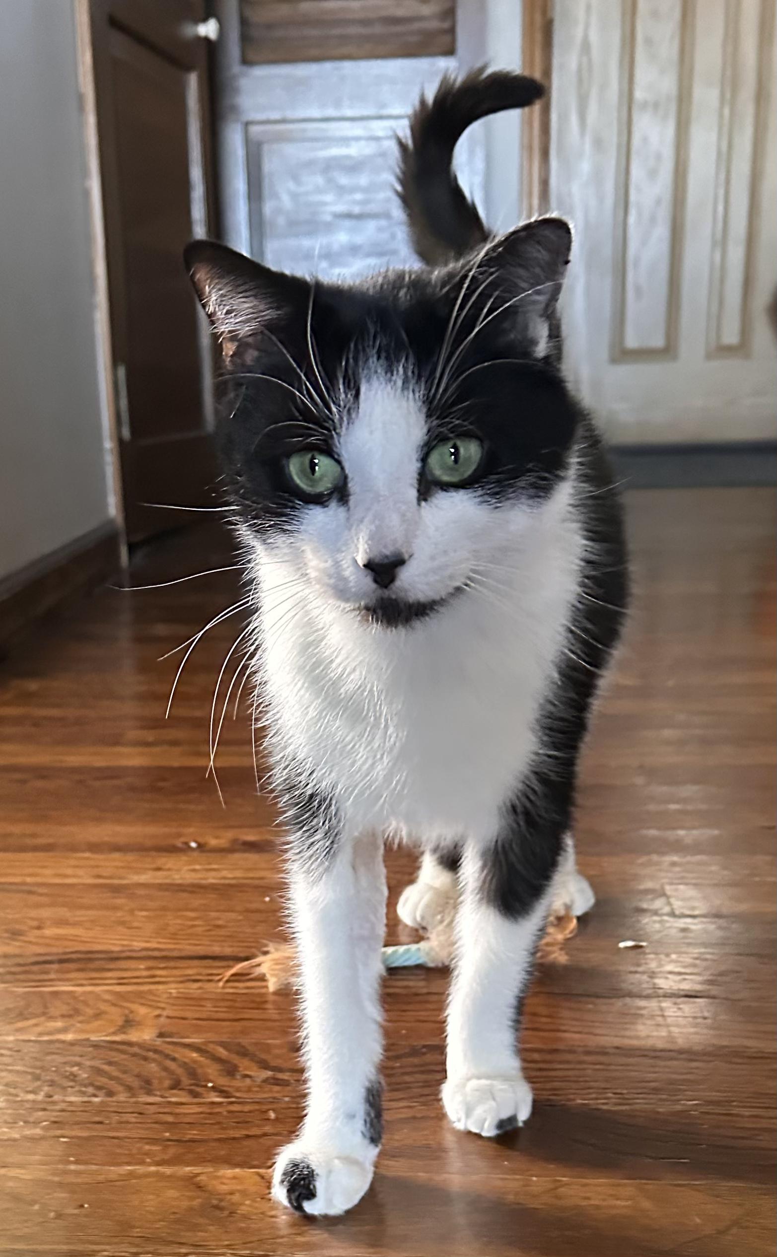 Enlarge Romeo, a Adoptable Domestic Short Hair in Lincoln Park, NJ image 2/6