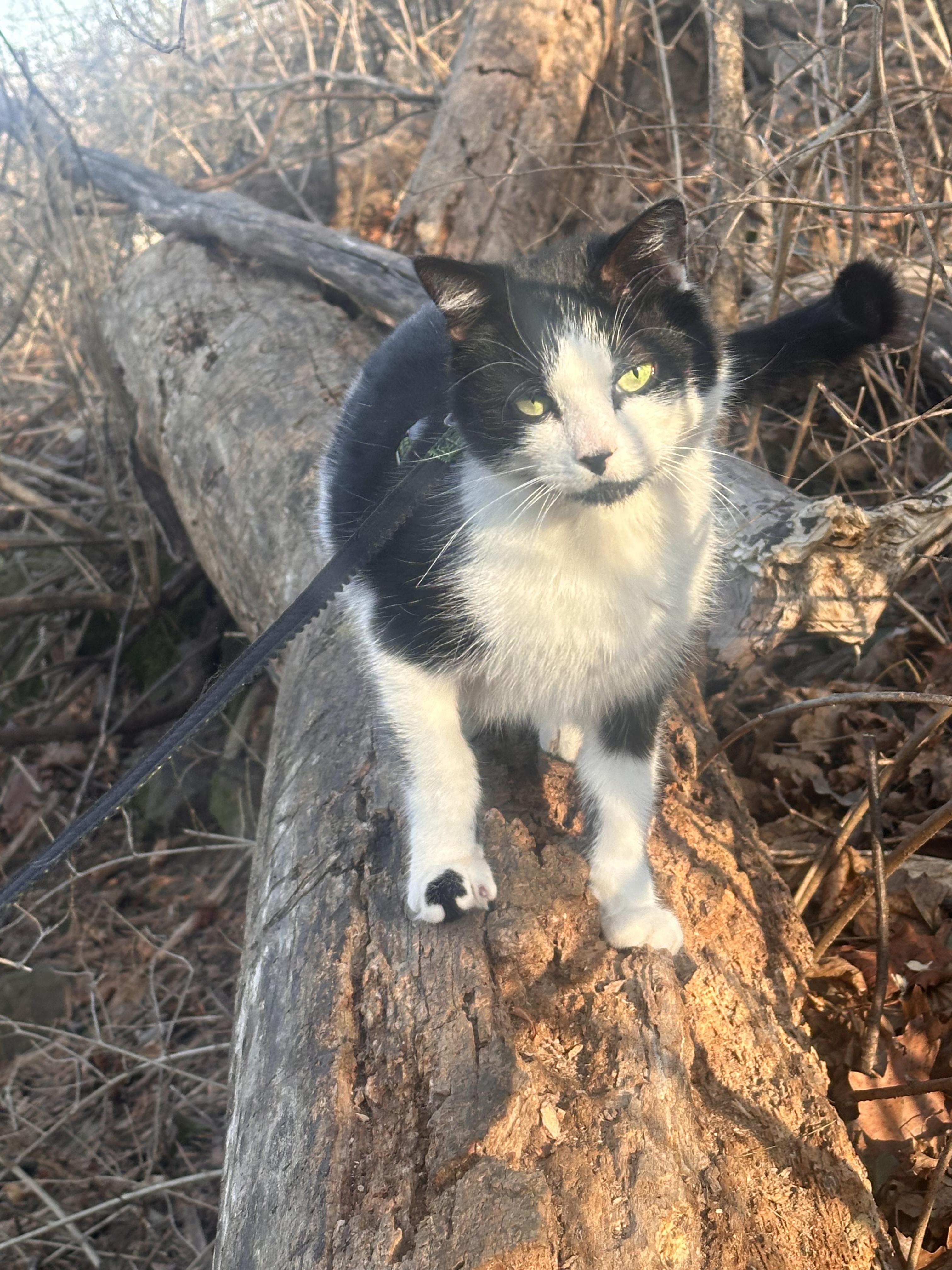 Enlarge Romeo, a Adoptable Domestic Short Hair in Lincoln Park, NJ image 3/6