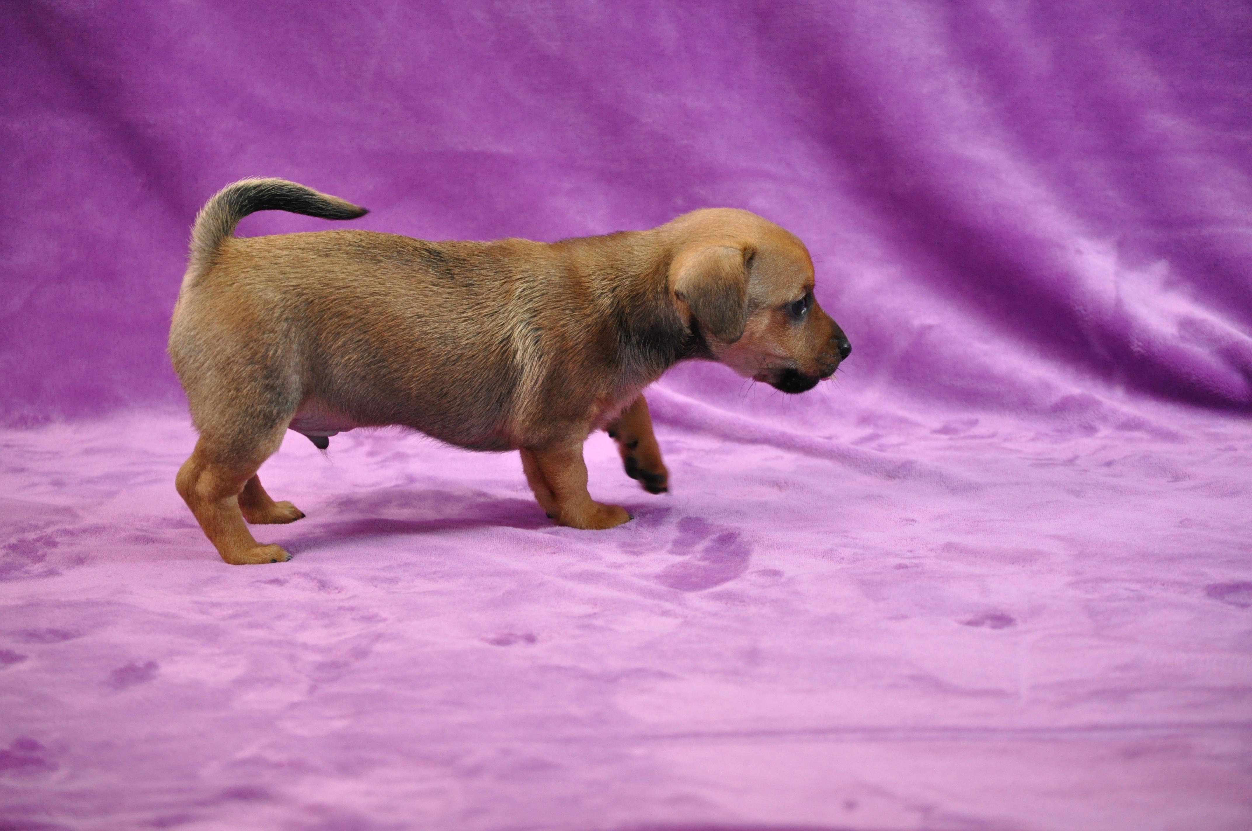 Marlin, an adopted mixed breed in Union Gap, WA image 6/6