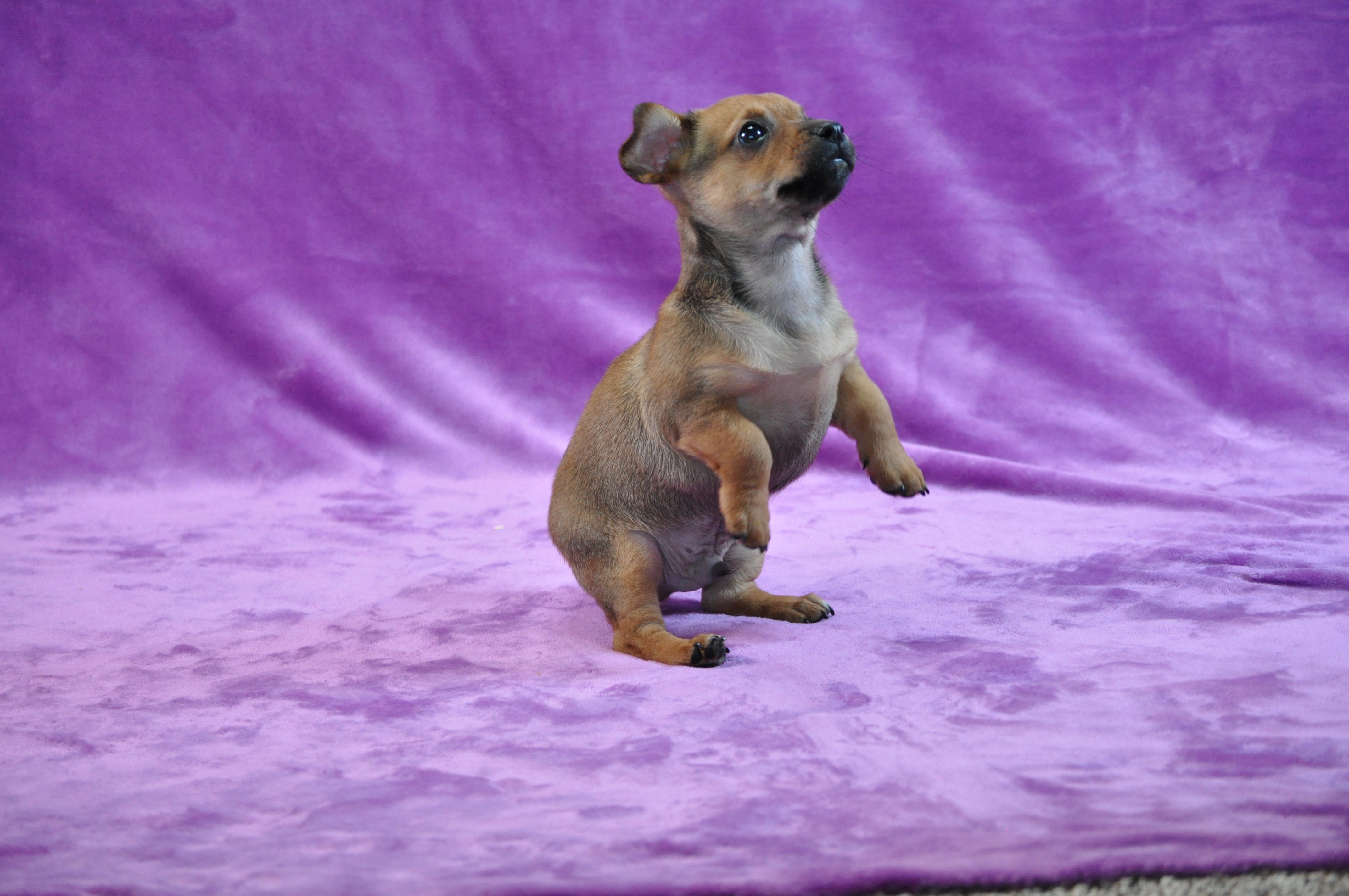 Marlin, adopted, Puppy Male Chihuahua.