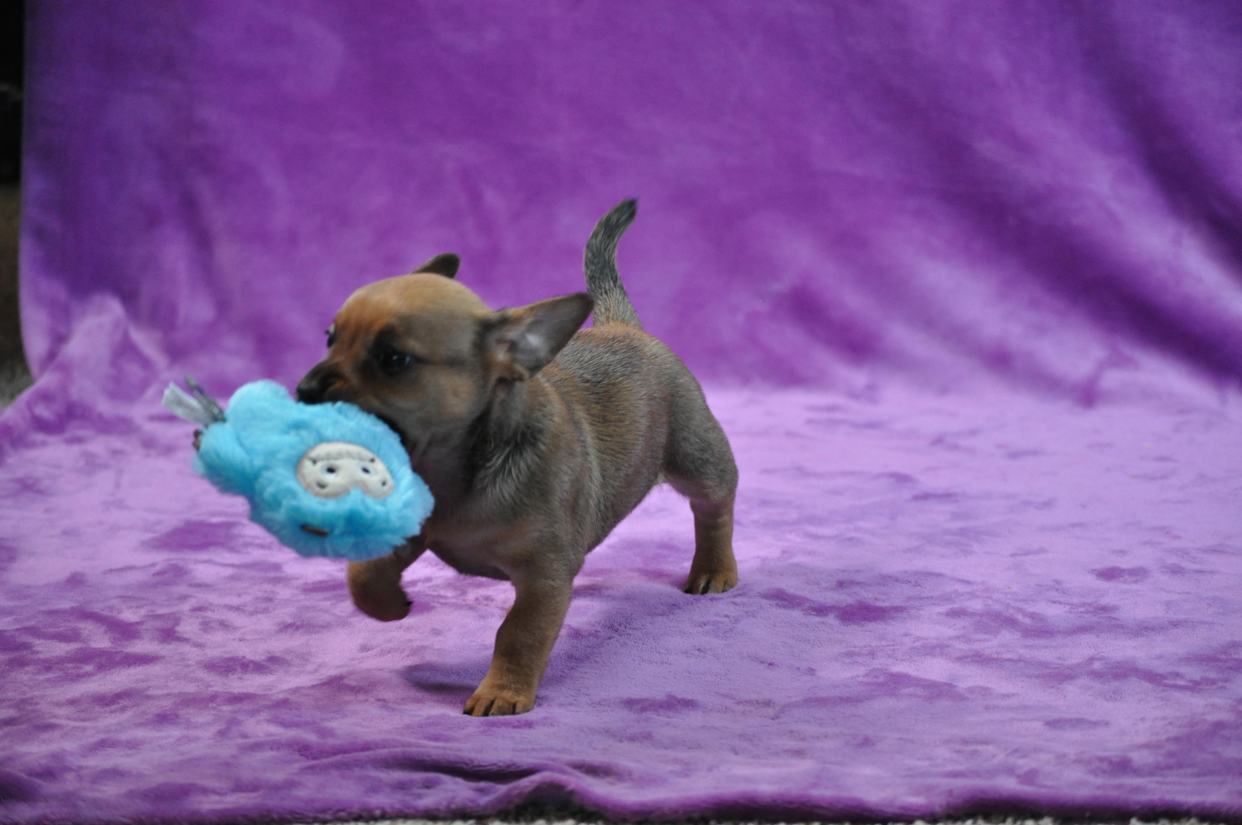 Marlin, an adopted mixed breed in Union Gap, WA image 3/6