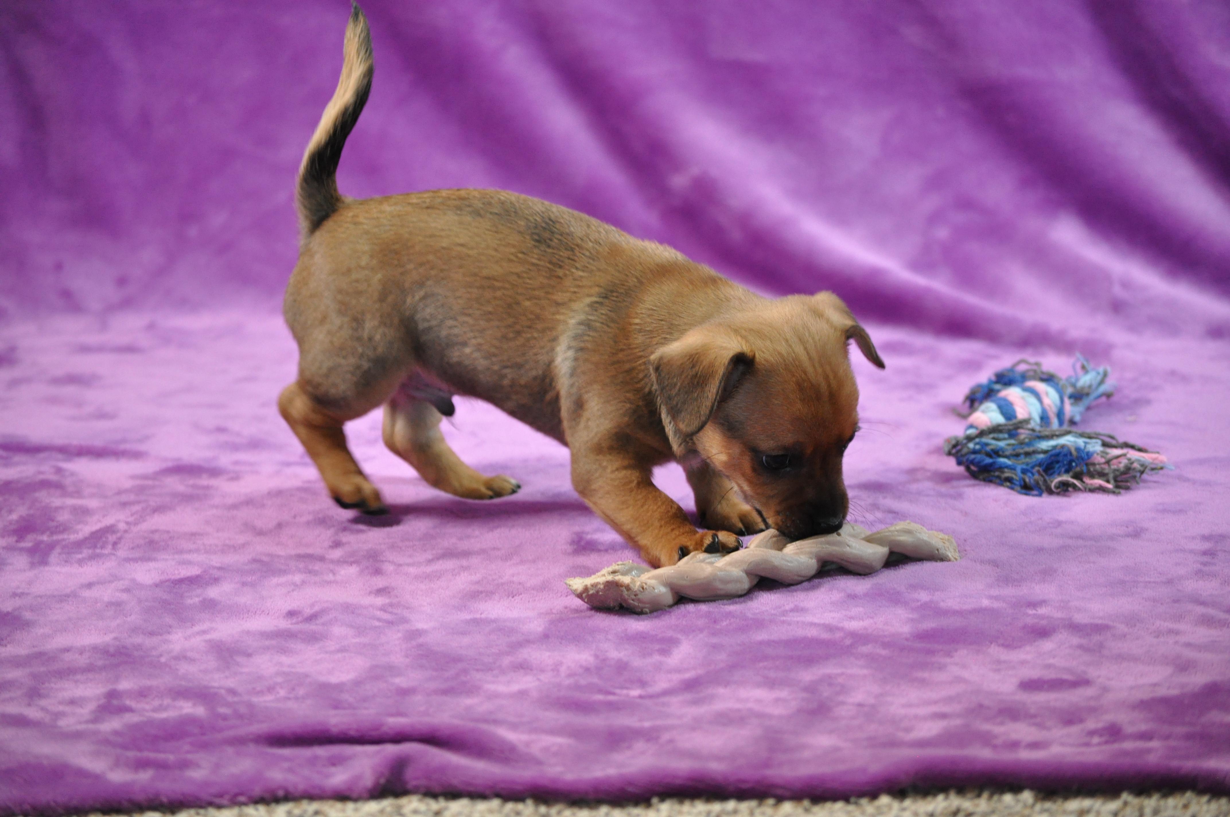 Marlin, an adopted mixed breed in Union Gap, WA image 4/6