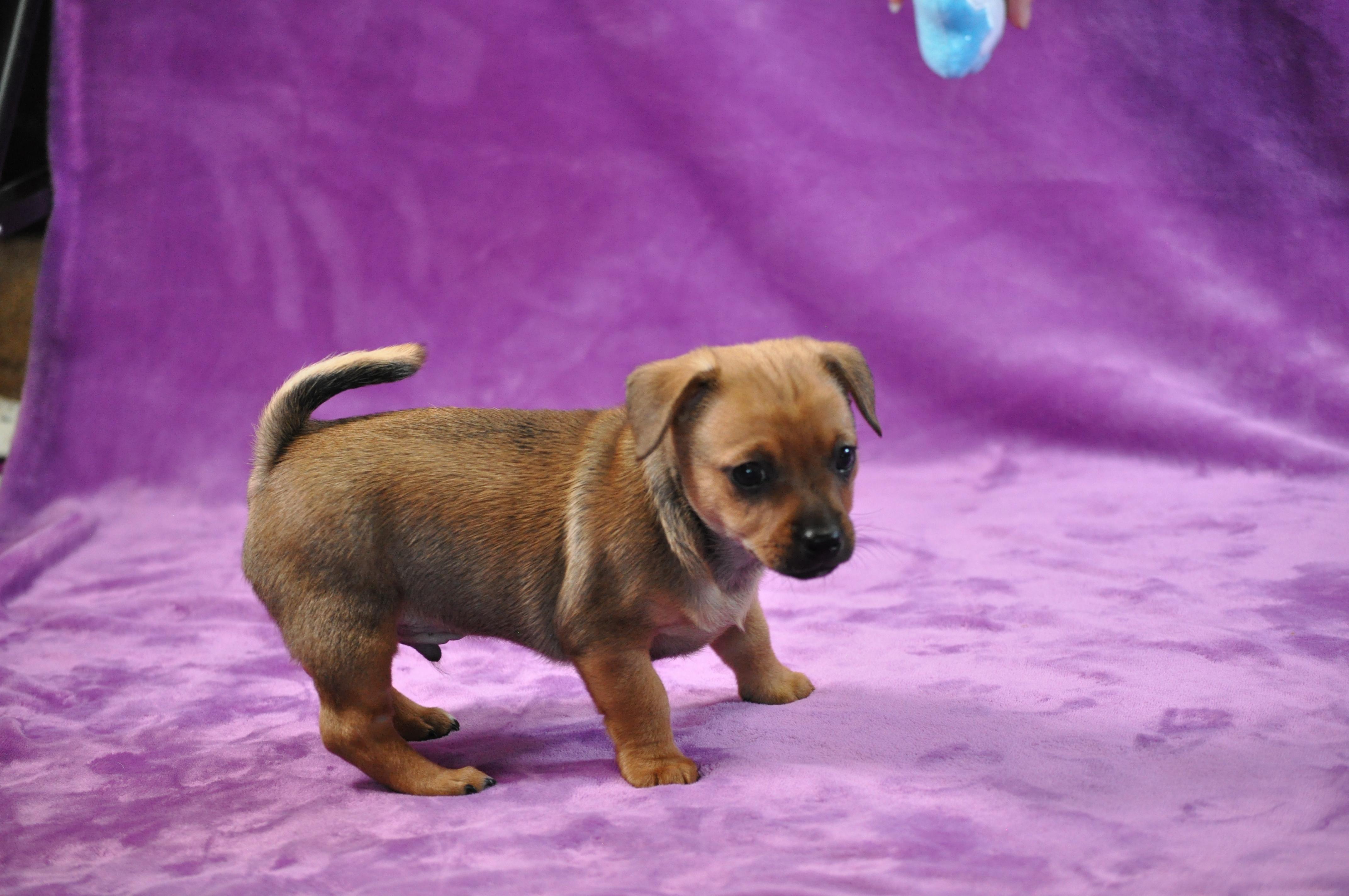 Marlin, an adopted mixed breed in Union Gap, WA image 5/6