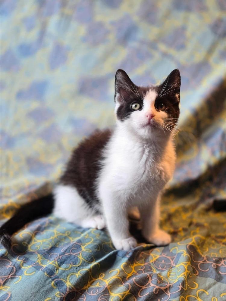 Leviathan, Adoptable, Kitten Male Domestic Short Hair.