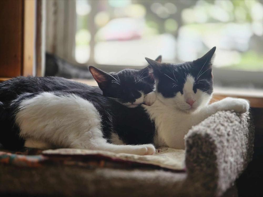 Enlarge Leviathan, a Adoptable Domestic Short Hair in Homer Glen, IL image 2/4