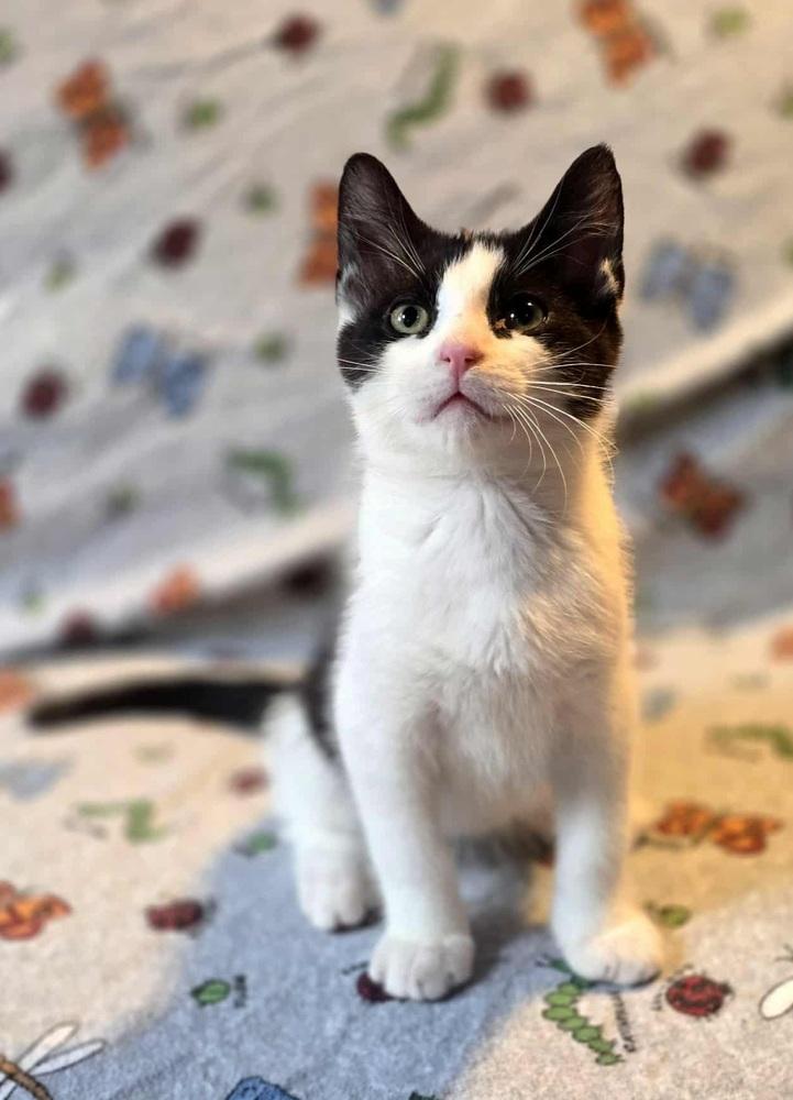 Enlarge Leviathan, a Adoptable Domestic Short Hair in Homer Glen, IL image 3/4