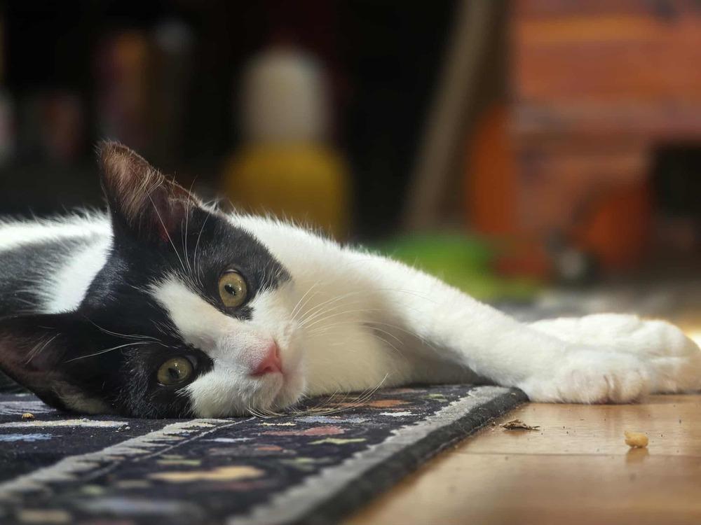 Enlarge Leviathan, a Adoptable Domestic Short Hair in Homer Glen, IL image 4/4