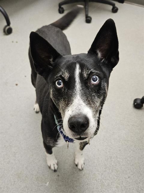 Enlarge VIOLET, a Adoptable mixed breed in Methuen, MA image 1/1