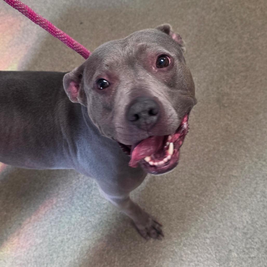 Sky, Adoptable, Adult Female Pit Bull Terrier.