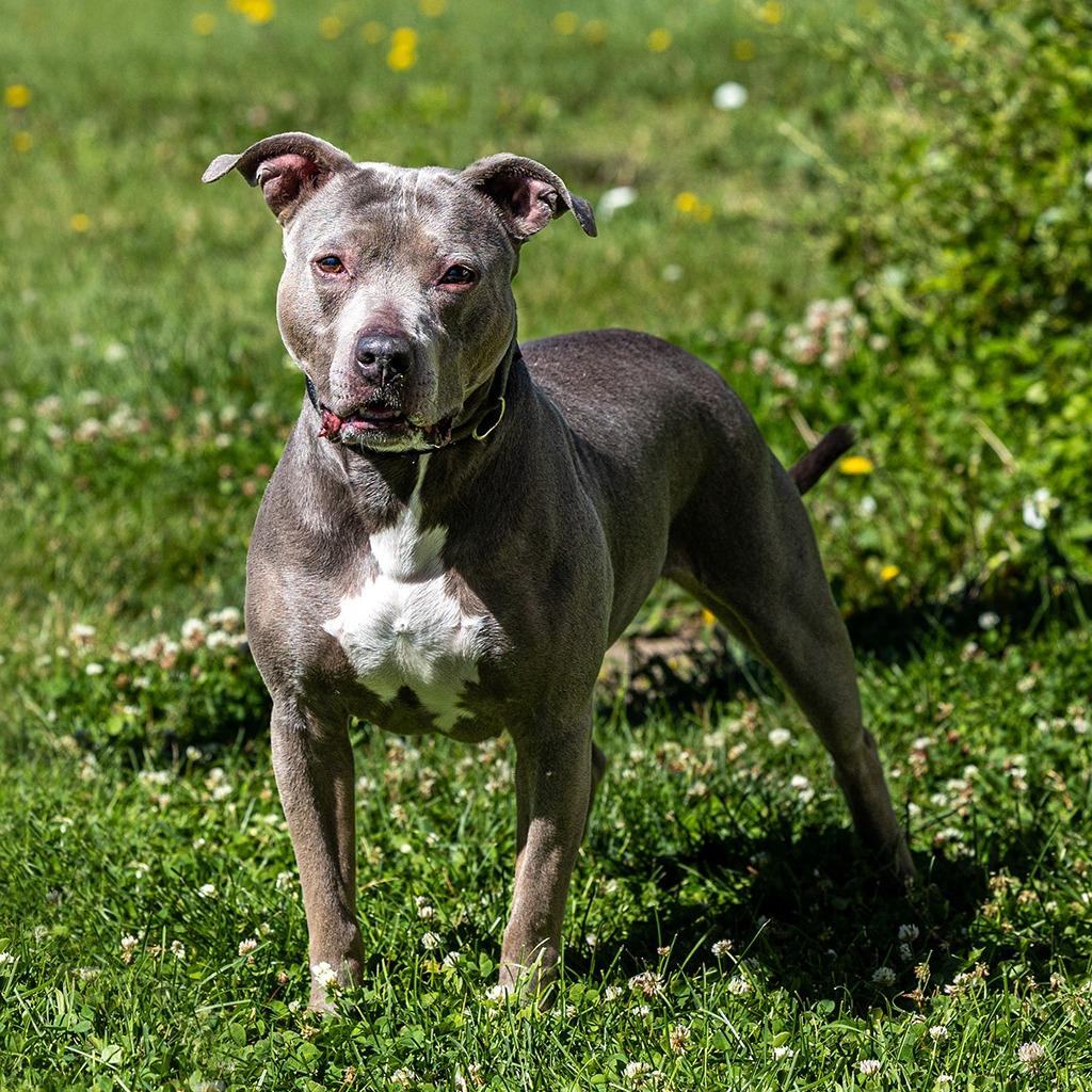 Enlarge Sky, a Adoptable Pit Bull Terrier in Council Bluffs, IA image 2/4