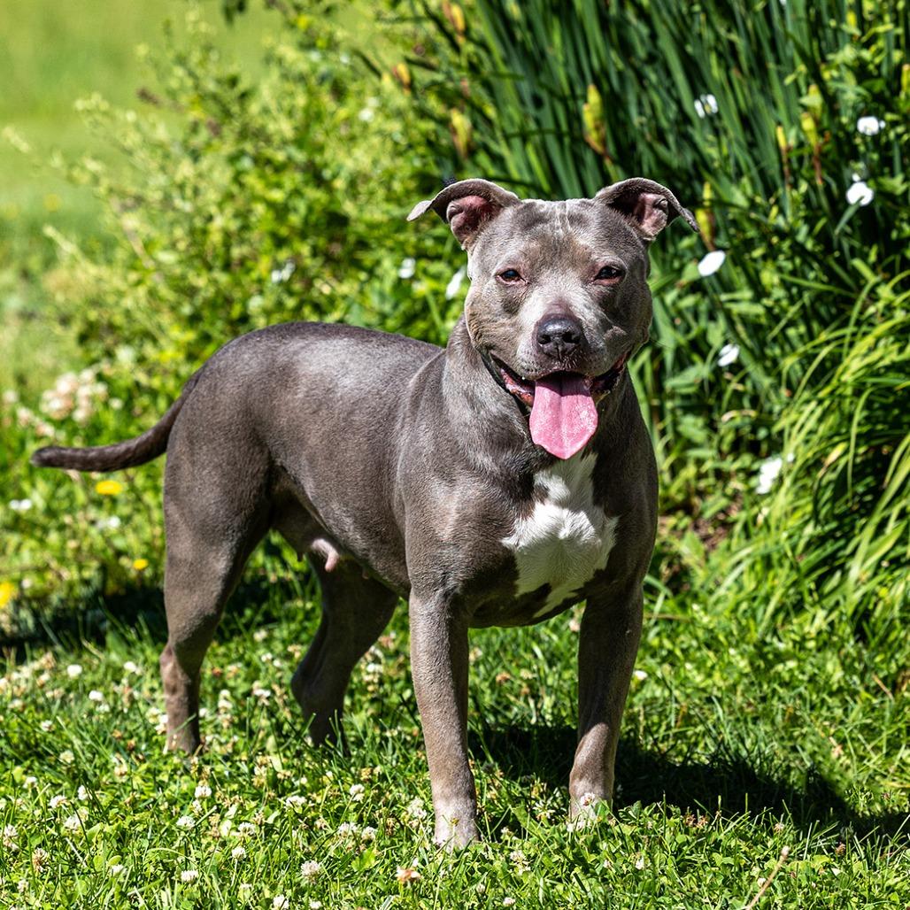 Enlarge Sky, a Adoptable Pit Bull Terrier in Council Bluffs, IA image 3/4