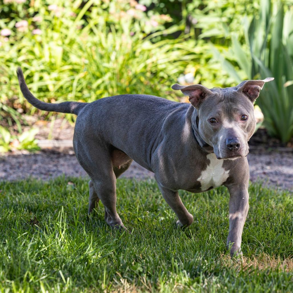 Enlarge Sky, a Adoptable Pit Bull Terrier in Council Bluffs, IA image 4/4
