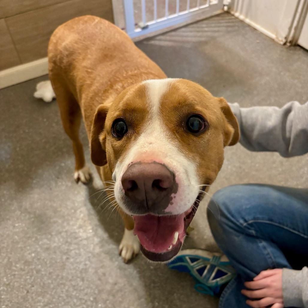 Stan, Adoptable, Adult Male English Pointer & Boxer.