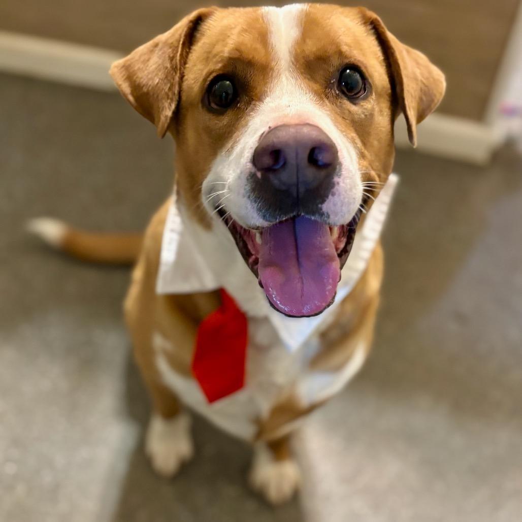 Enlarge Stan, a Adoptable mixed breed in Metamora, MI image 3/6