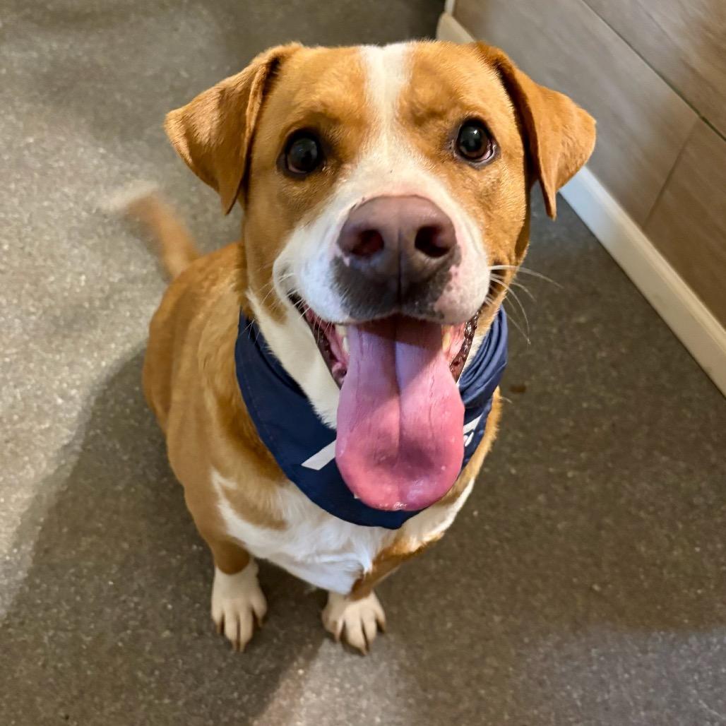 Enlarge Stan, a Adoptable mixed breed in Metamora, MI image 4/6