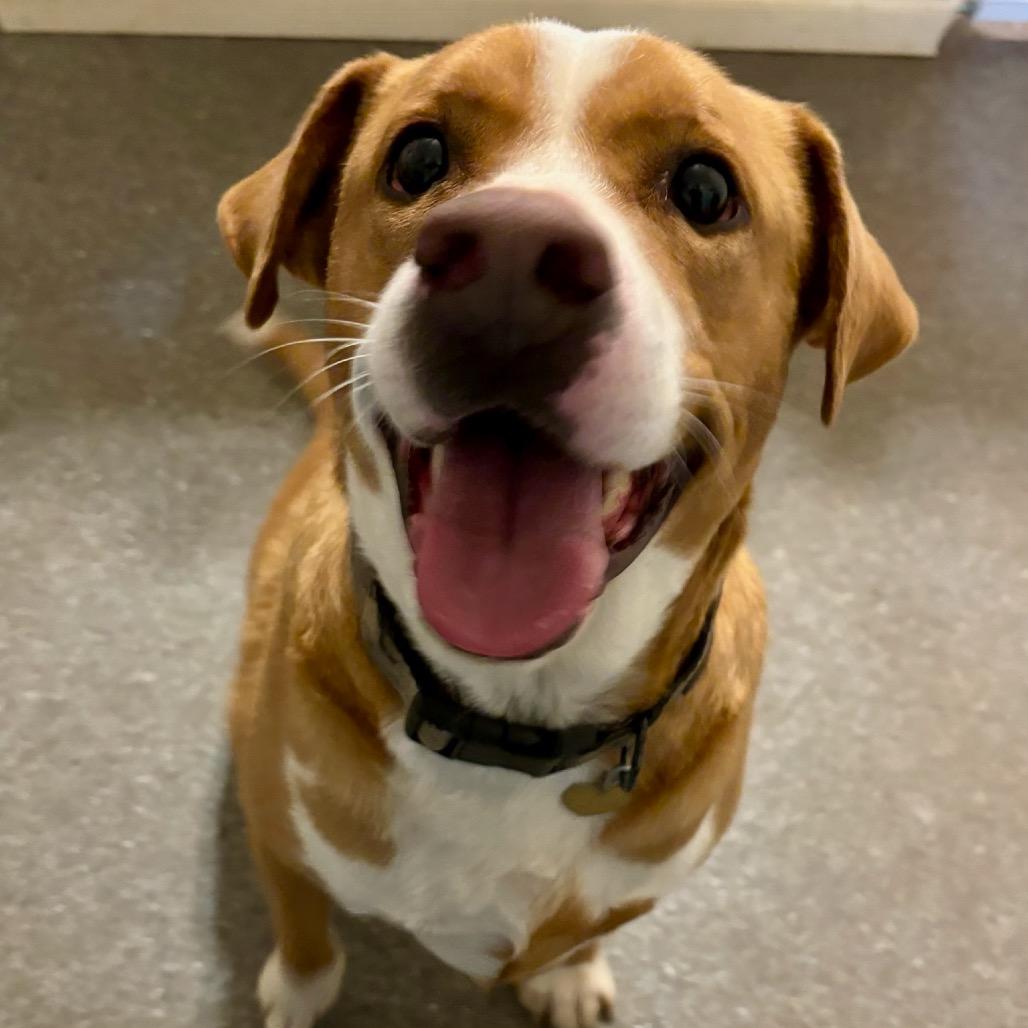 Enlarge Stan, a Adoptable mixed breed in Metamora, MI image 5/6