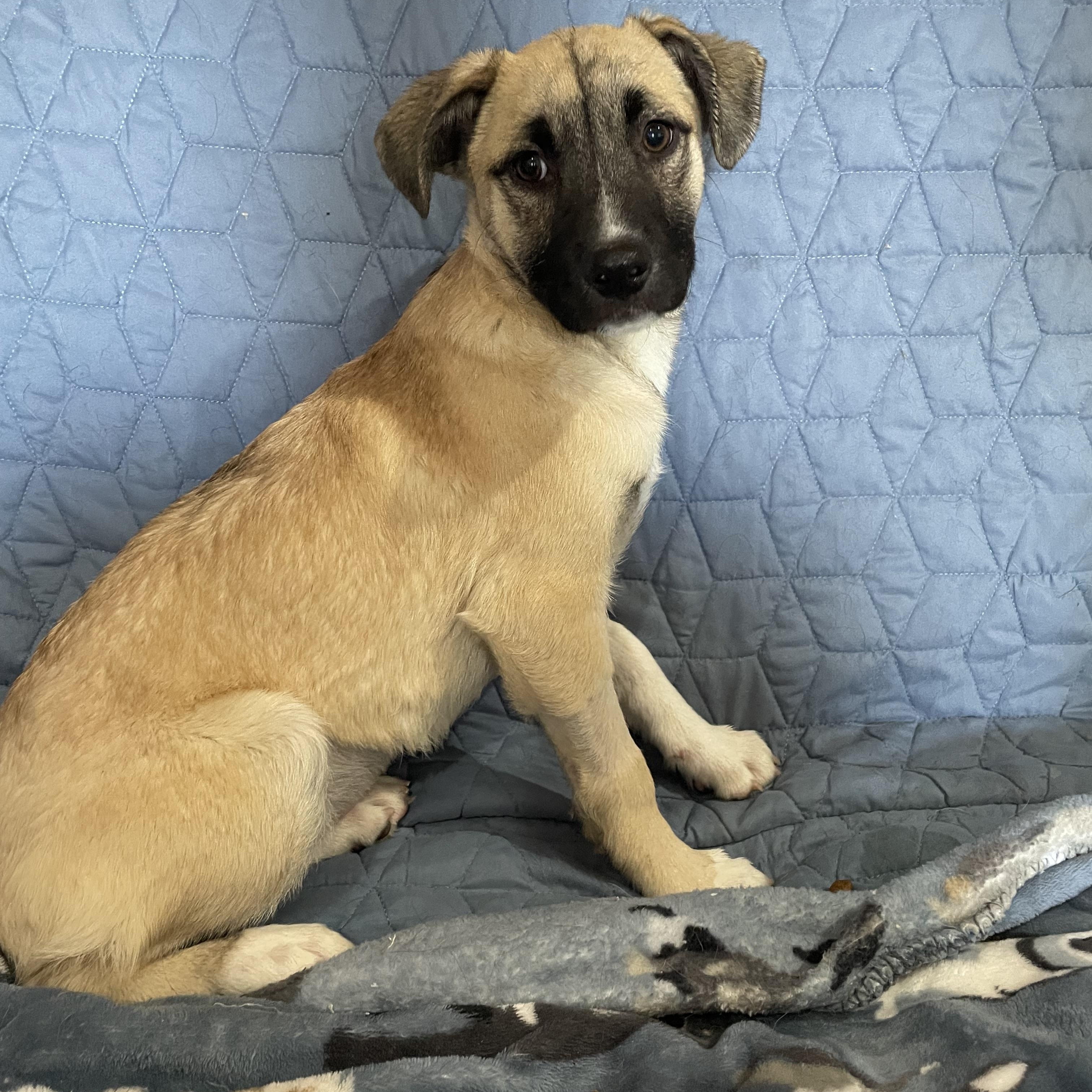 Enlarge Ana, a Adoptable Shepherd image 1/3