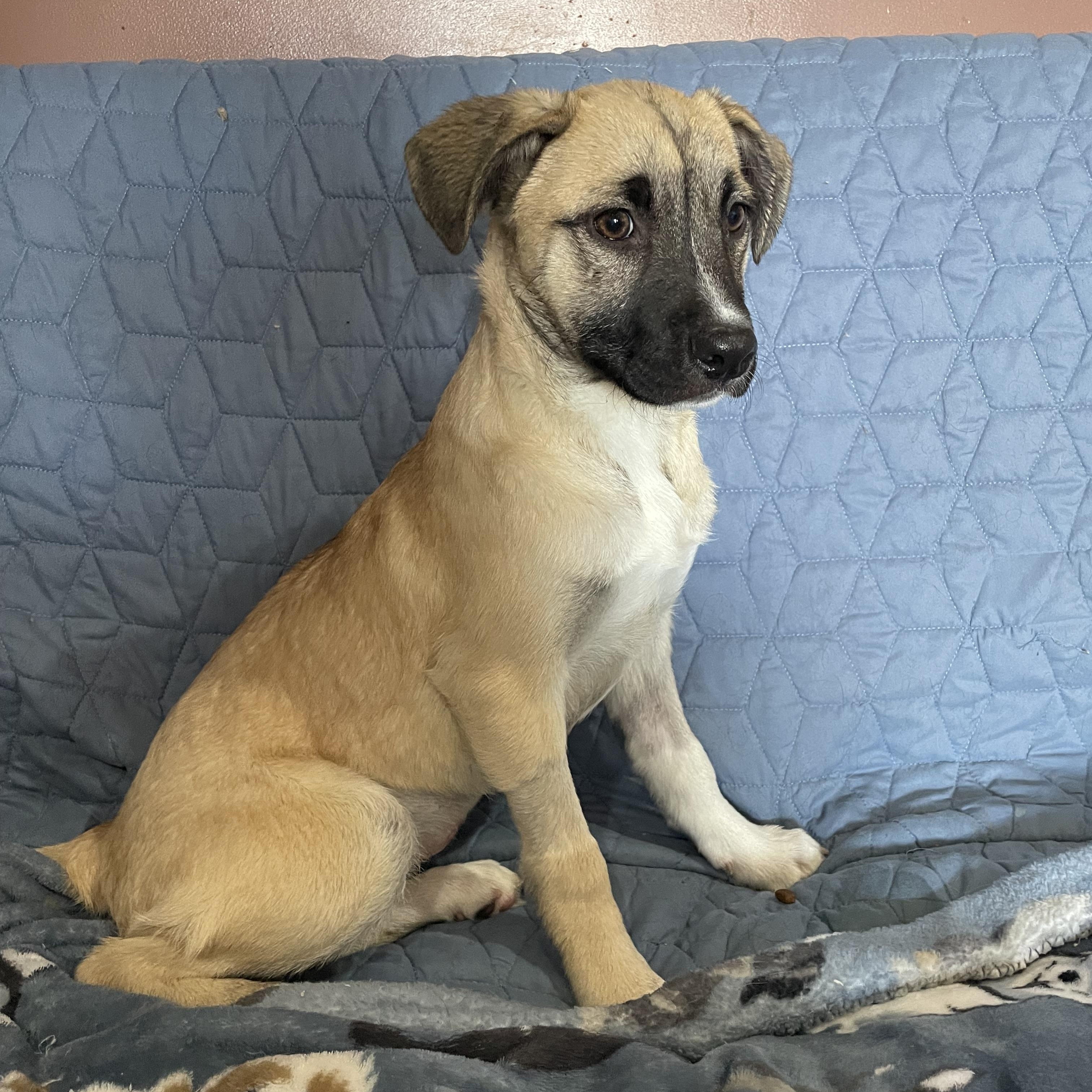 Enlarge Ana, a Adoptable Shepherd image 2/3