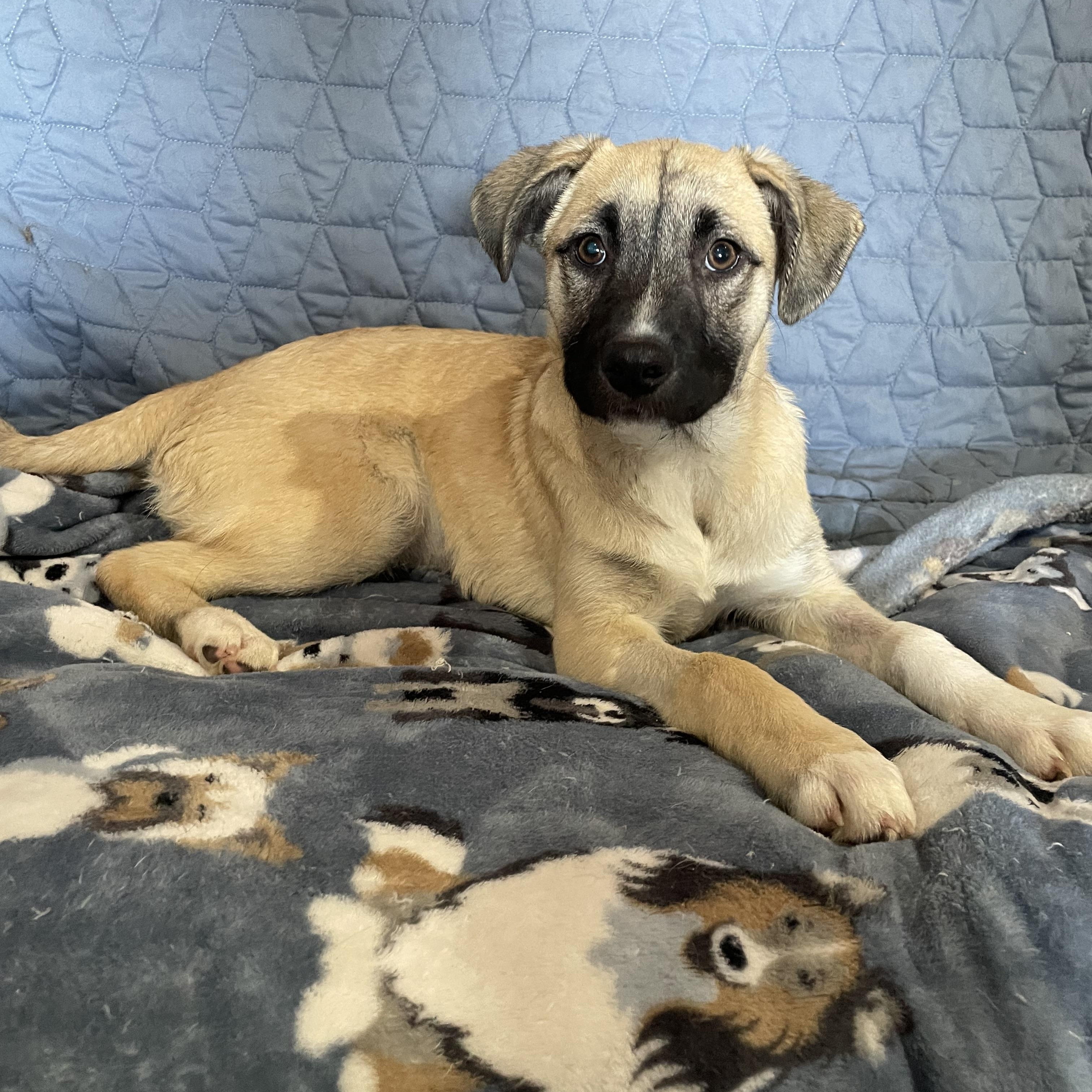 Enlarge Ana, a Adoptable Shepherd image 3/3