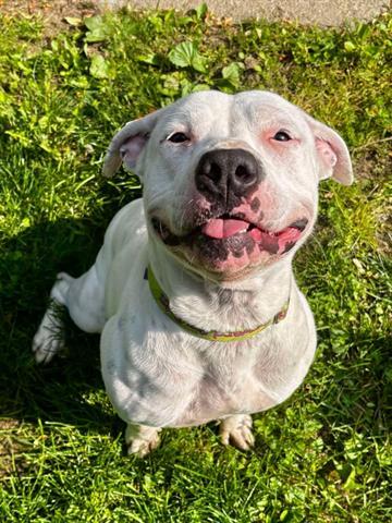 MARION, Adoptable, Adult Female Pit Bull Terrier.