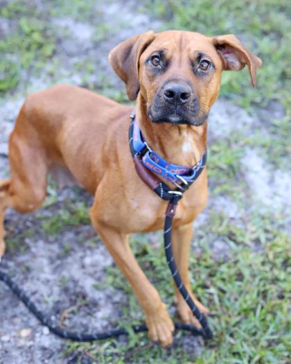 Enlarge Solstice, a Adoptable mixed breed in Saint Petersburg, FL image 1/2