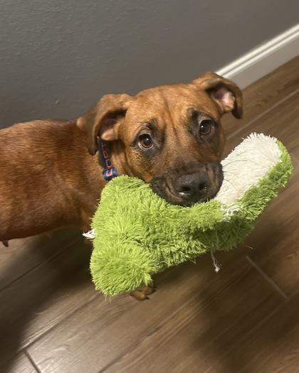 Enlarge Solstice, a Adoptable mixed breed in Saint Petersburg, FL image 2/2