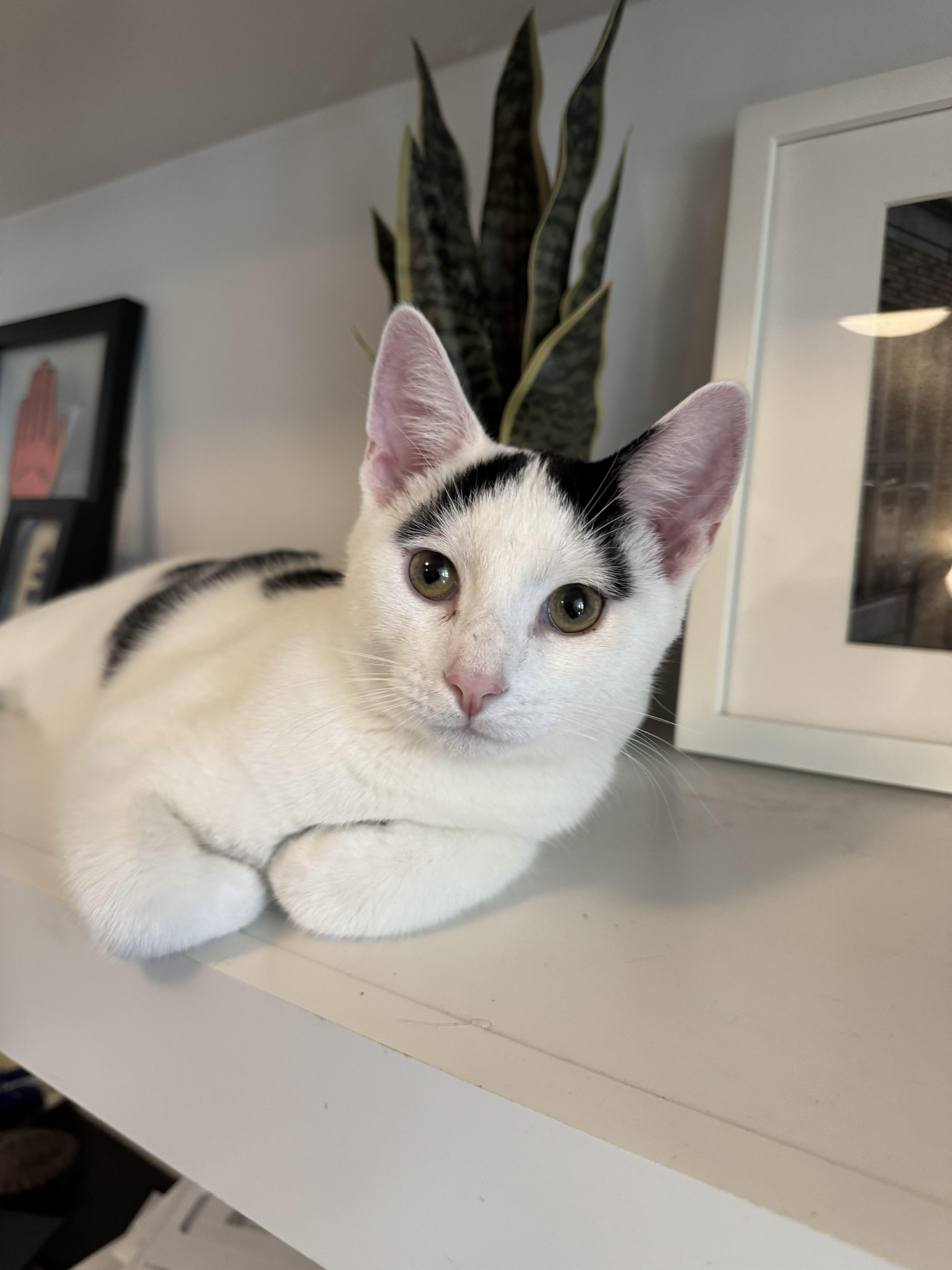 Jasper *foster needed*