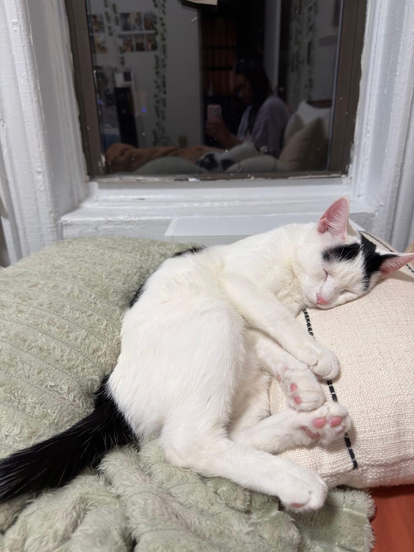 Jasper *foster needed*